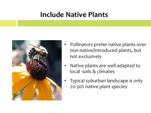 Designing Pollinator-Friendly Landscapes | Pollinator Gardens.org